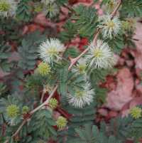 Image of Mimosa biuncifera
