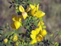 Image of Cassia biflora