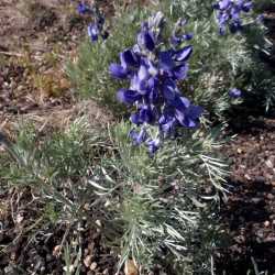 Image of Sophora stenophylla