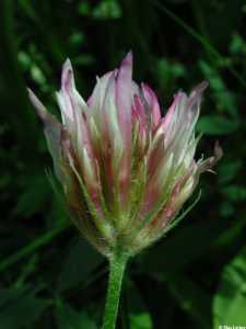 Trifolium longipes image