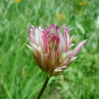 Image of Trifolium longipes