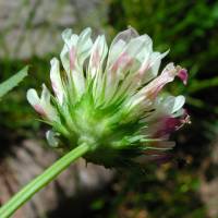Image of Trifolium wormskioldii