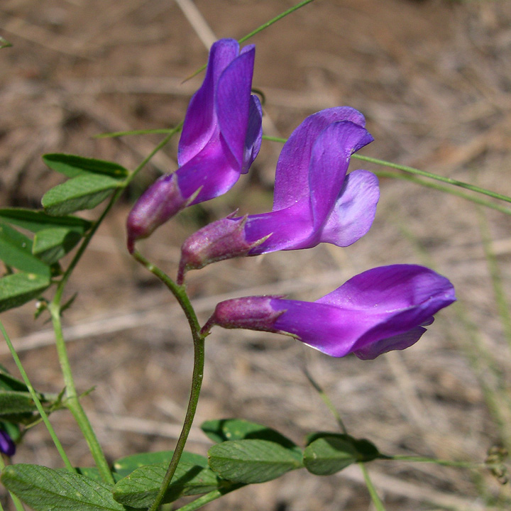 Vicia americana image