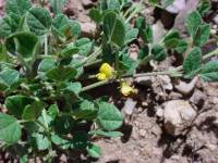 Rhynchosia senna var. texana image