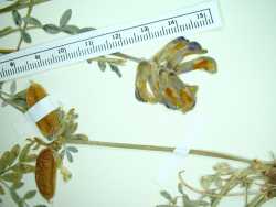 Image of Astragalus missouriensis