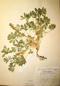 Lupinus densiflorus image