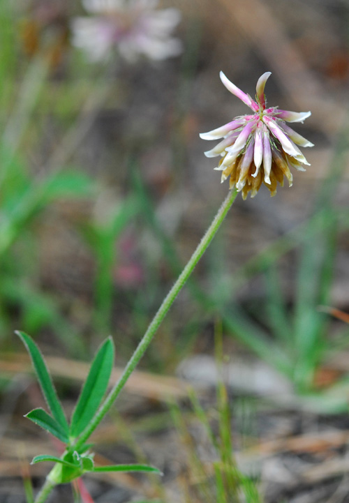 Trifolium neurophyllum image