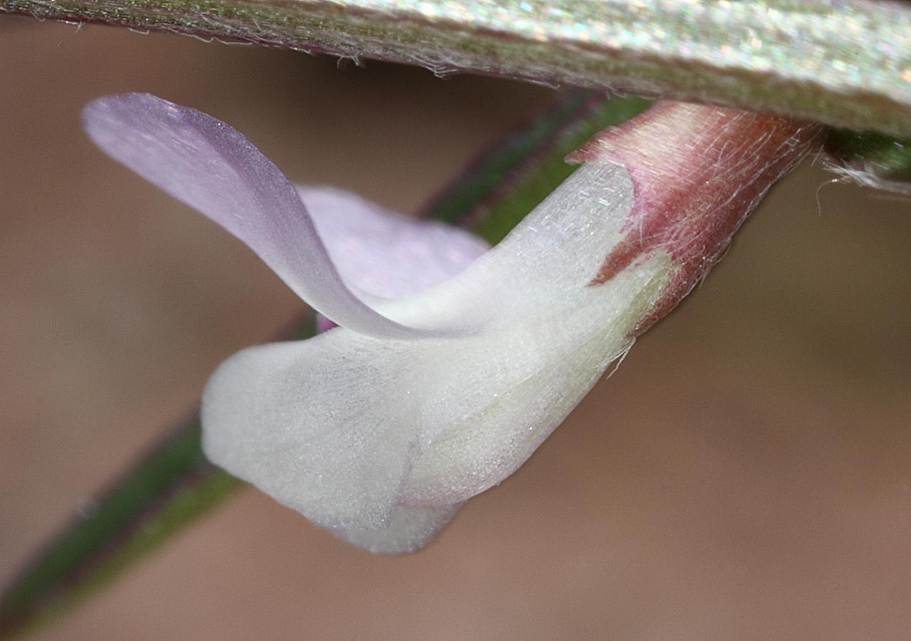 Vicia ludoviciana subsp. ludoviciana image