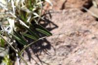 Vicia ludoviciana subsp. ludoviciana image