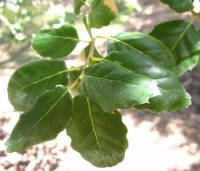 Image of Quercus suber