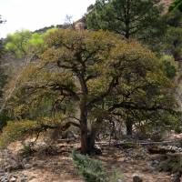 Image of Quercus arizonica