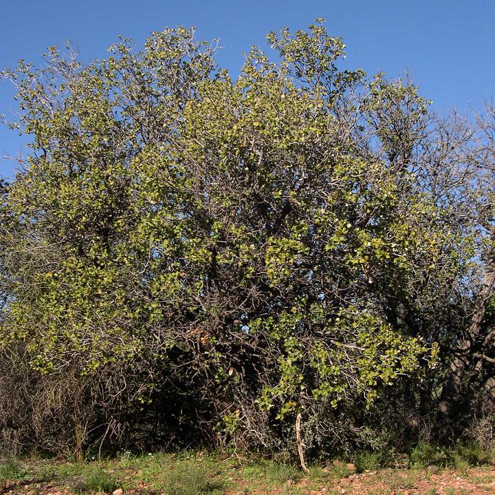 Quercus palmeri image