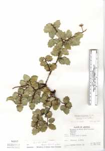 Image of Quercus ajoensis
