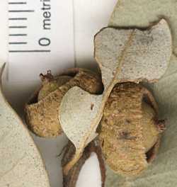 Quercus chrysolepis image