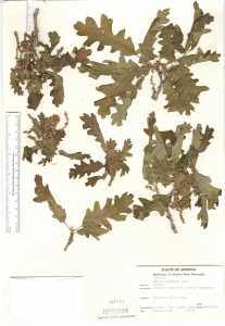 Quercus gambelii image