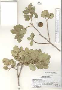 Quercus havardii image