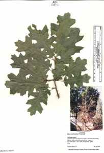 Image of Quercus buckleyi