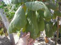 Quercus tarahumara image