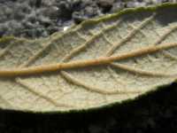 Quercus hypoleucoides image