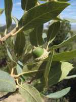 Image of Quercus grisea