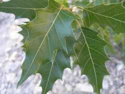Image of Quercus albocincta
