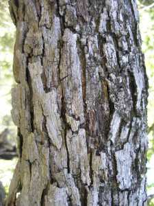 Quercus tuberculata image