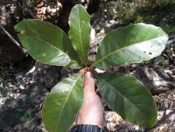 Image of Quercus tuberculata