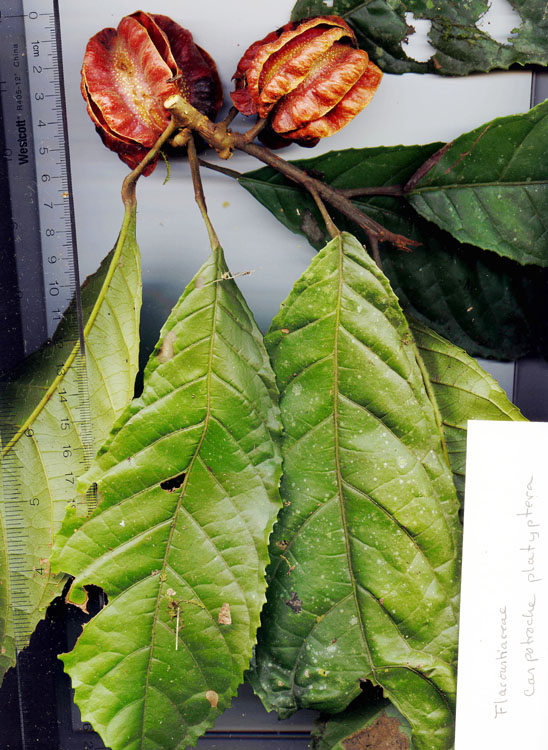 Achariaceae image
