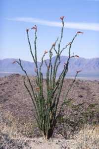 Fouquieria splendens image