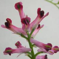 Image of Fumaria officinalis