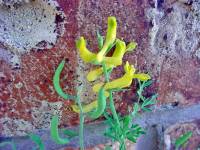 Corydalis aurea image