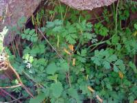 Corydalis aurea subsp. occidentalis image