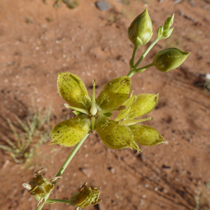 Frasera paniculata image