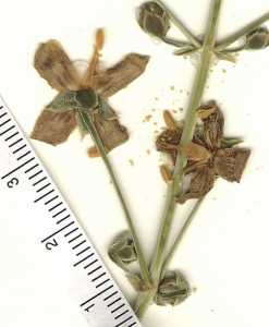 Frasera paniculata image