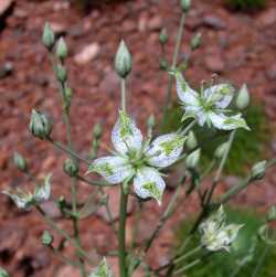 Image of Swertia albomarginata