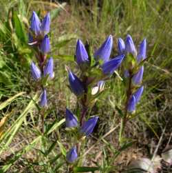 Image of Gentiana affinis