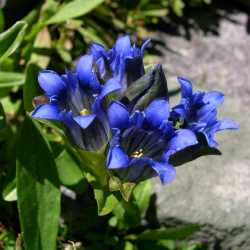 Image of Gentiana parryi