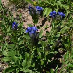 Gentiana parryi image