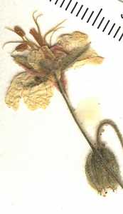 Image of Geranium lentum
