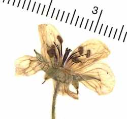 Geranium richardsonii image