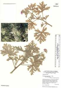 Image of Pelargonium graveolens