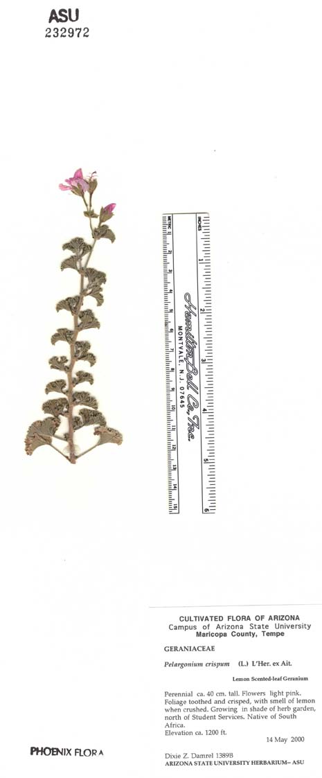 Pelargonium crispum image