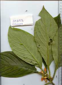 Image of Columnea consanguinea