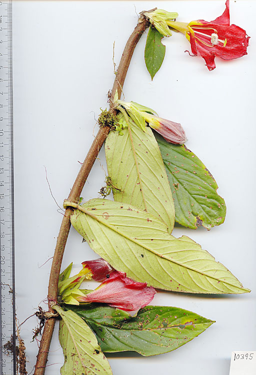 Columnea nicaraguensis image