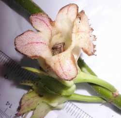 Drymonia serrulata image