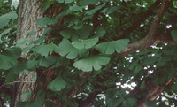 Ginkgo biloba image