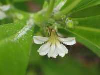 Image of Scaevola sericea