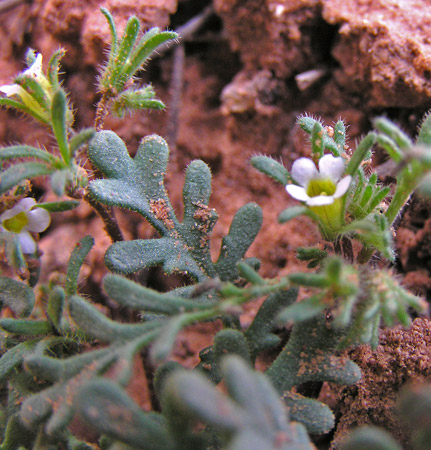 Phacelia ivesiana var. ivesiana image