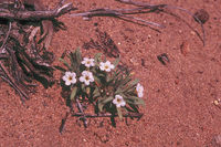 Image of Nama californicum