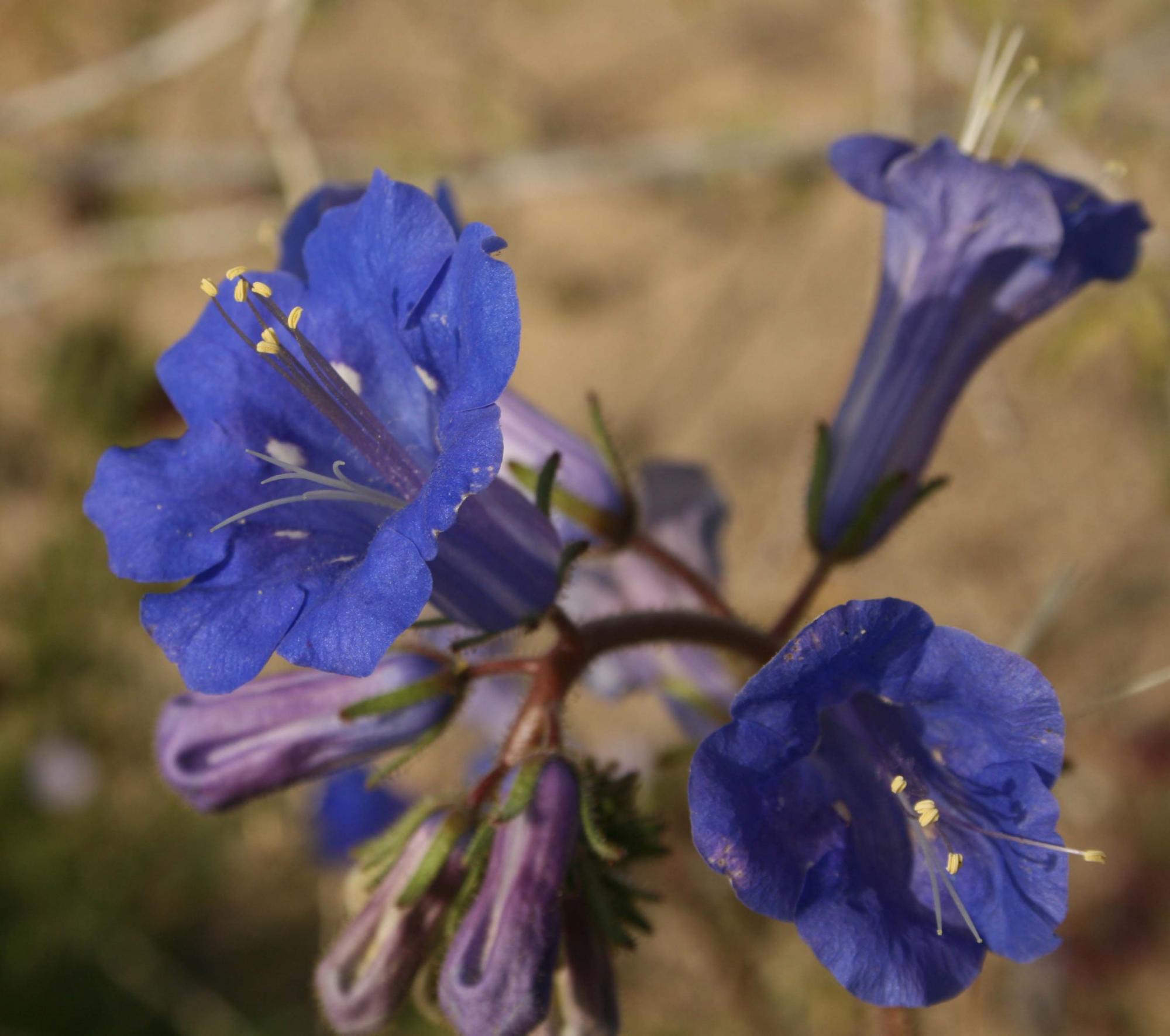 Phacelia campanularia subsp. vasiformis image